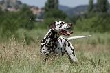 DALMATIEN 387